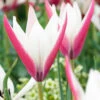Tulip 'Peppermint Stick'
