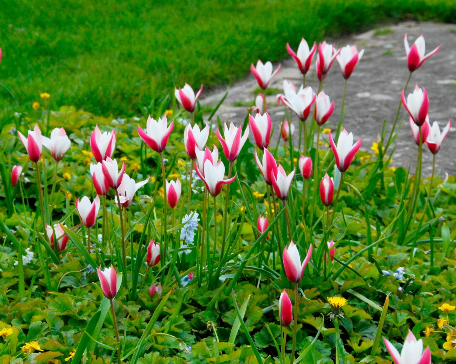 Tulip 'Peppermint Stick' 7 Tulip 'Peppermint Stick' - Image 5