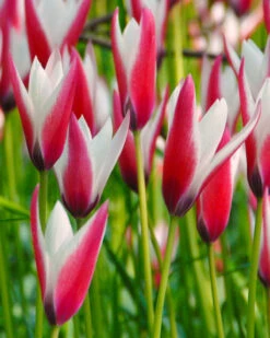 Tulip 'Peppermint Stick' 12 Tulip 'Peppermint Stick' -Flowers Sales Store tulip peppermint stick 3