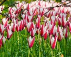 Tulip 'Peppermint Stick' 14 Tulip 'Peppermint Stick' -Flowers Sales Store tulip peppermint stick 4