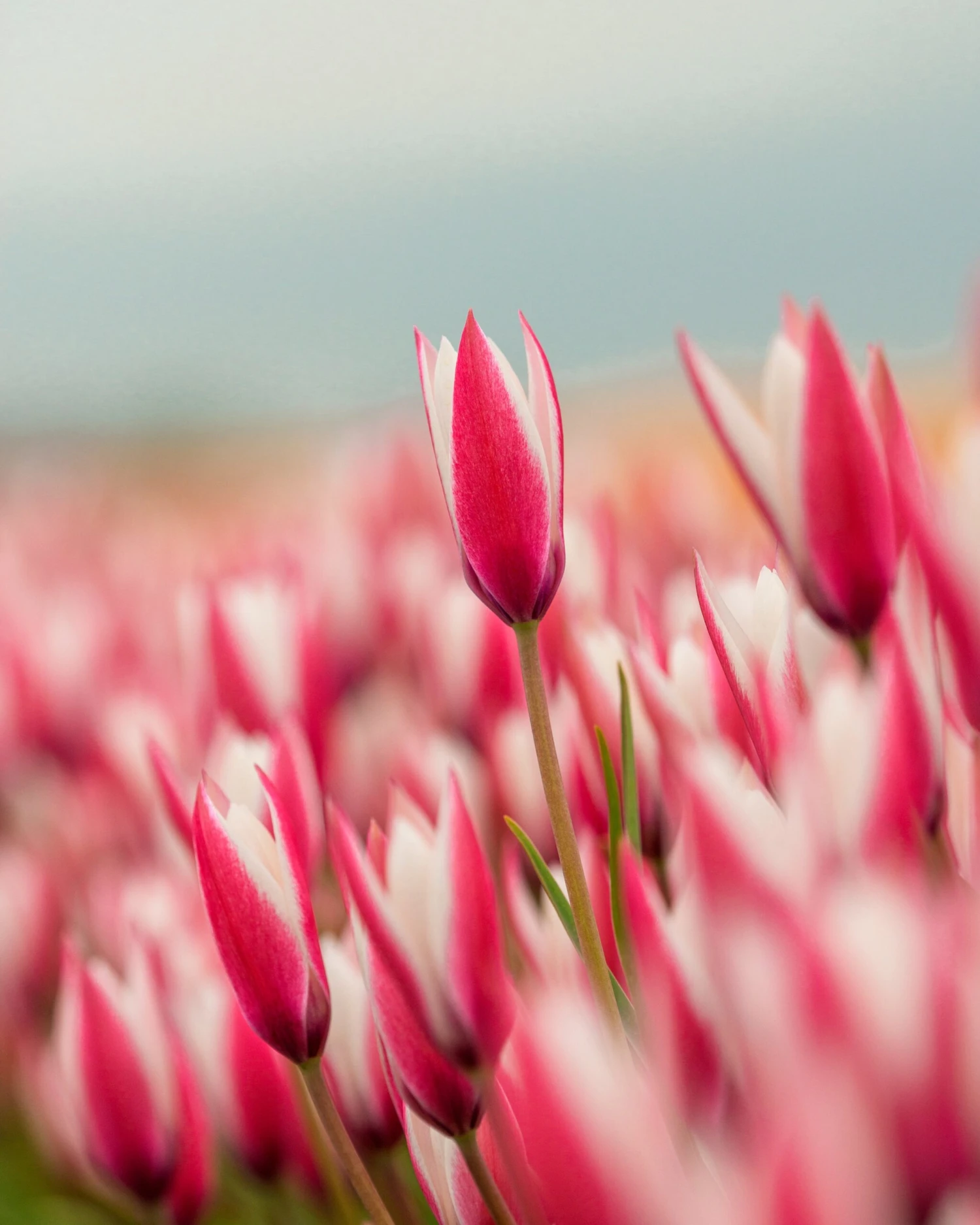 Tulip 'Peppermint Stick' 9 Tulip 'Peppermint Stick' - Image 7