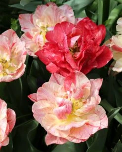 Tulip 'Peptalk'
