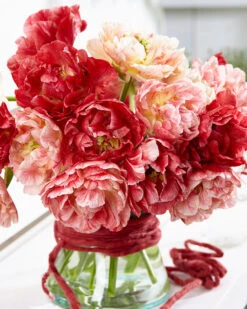 Tulip 'Peptalk' -Flowers Sales Store tulip peptalk 3