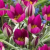 Tulip 'Persian Pearl'