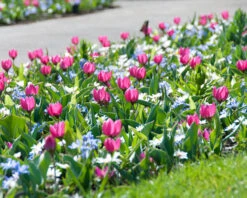 Tulip 'Persian Pearl' -Flowers Sales Store tulip persian pearl 3