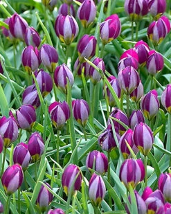 Tulip 'Persian Pearl' -Flowers Sales Store tulip persian pearl 4