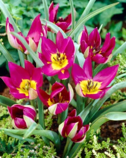 Tulip 'Persian Pearl' -Flowers Sales Store tulip persian pearl 5