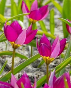 Tulip 'Persian Pearl' -Flowers Sales Store tulip persian pearl 6