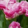 Tulip 'Pink Size' 2 Tulip 'Pink Size' -Flowers Sales Store tulip pink size 0
