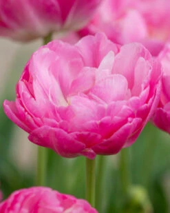 Tulip 'Pink Size' -Flowers Sales Store tulip pink size 1