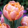 Tulip 'Pink Star' 2 Tulip 'Pink Star' -Flowers Sales Store tulip pink star 0 95c2c7f6 297b 4473 8c6a c2b4c9205571
