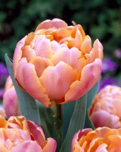 Tulip 'Pink Star'