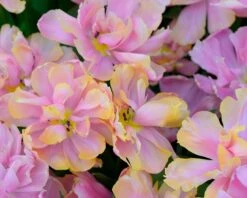 Tulip 'Pink Star' -Flowers Sales Store tulip pink star 1