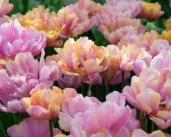 Tulip 'Pink Star' -Flowers Sales Store tulip pink star 3