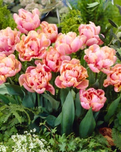 Tulip 'Pink Star' -Flowers Sales Store tulip pink star 7