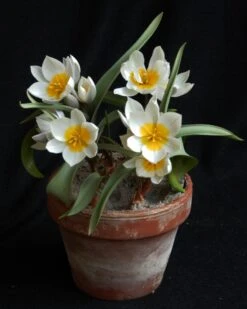 Tulip 'Polychroma' -Flowers Sales Store tulip polychroma 2