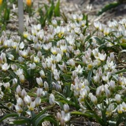 Tulip 'Polychroma' -Flowers Sales Store tulip polychroma 3