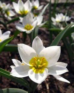 Tulip 'Polychroma' -Flowers Sales Store tulip polychroma 5