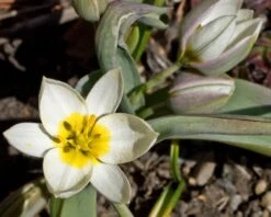 Tulip 'Polychroma' -Flowers Sales Store tulip polychroma 6