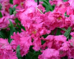 Tulip 'Power Parrot' -Flowers Sales Store tulip power parrot 3