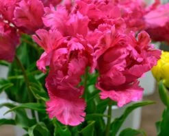Tulip 'Power Parrot' -Flowers Sales Store tulip power parrot 4
