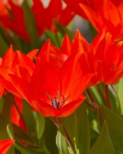 Tulip Praestans 'Fusilier' 13 Tulip Praestans 'Fusilier' -Flowers Sales Store tulip praestans fuselier 1