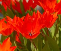 Tulip Praestans 'Fusilier' 16 Tulip Praestans 'Fusilier' -Flowers Sales Store tulip praestans fuselier 2