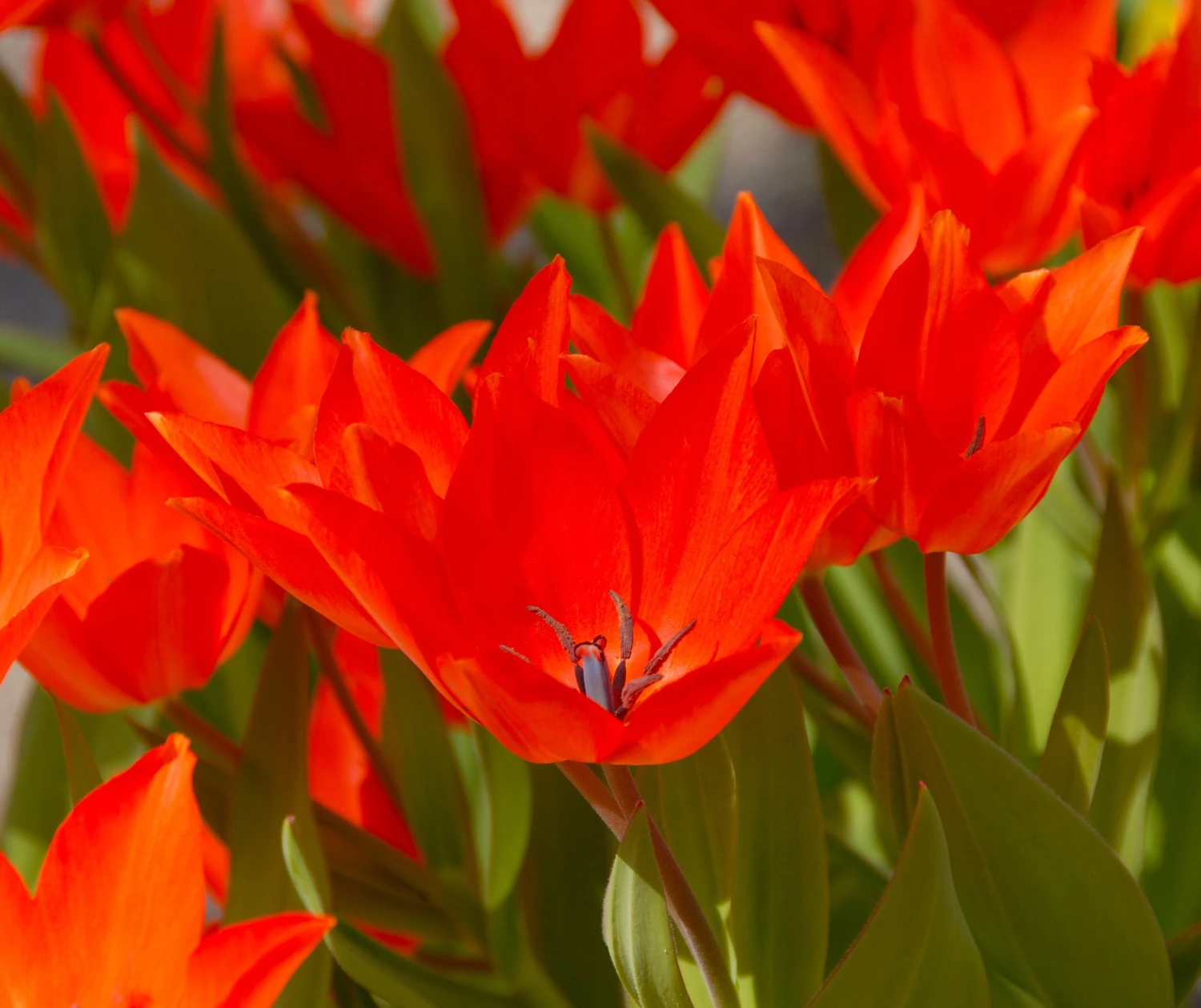 Tulip Praestans 'Fusilier' 8 Tulip Praestans 'Fusilier' - Image 6