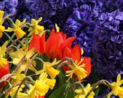 Tulip Praestans 'Fusilier' 17 Tulip Praestans 'Fusilier' -Flowers Sales Store tulip praestans fuselier 3