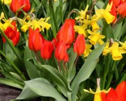 Tulip Praestans 'Fusilier' 15 Tulip Praestans 'Fusilier' -Flowers Sales Store tulip praestans fuselier 4