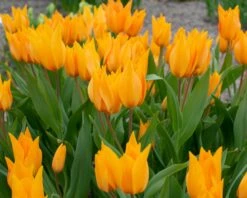 Tulip Praestans 'Shogun' 18 Tulip Praestans 'Shogun' -Flowers Sales Store tulip praestans shogun 3