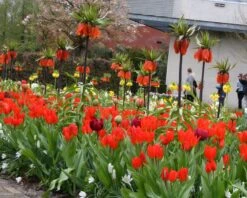 Tulip Praestans 'Fusilier' 19 Tulip Praestans 'Fusilier' -Flowers Sales Store tulip praestans unicum 1 7b2276bc 9f0a 4244 9130 0f6ce167f22c