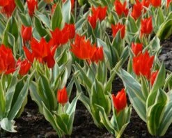 Tulip Praestans 'Unicum' 9 Tulip Praestans 'Unicum' -Flowers Sales Store tulip praestans unicum 3