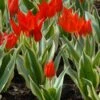 Tulip Praestans 'Unicum' 2 Tulip Praestans 'Unicum' -Flowers Sales Store tulip praestans unicum 5
