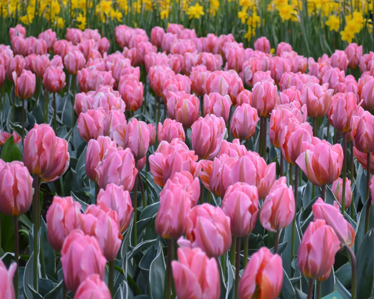 Tulip 'Pretty Princess' 5 Tulip 'Pretty Princess' - Image 3