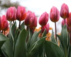 Tulip 'Pretty Princess' 17 Tulip 'Pretty Princess' -Flowers Sales Store tulip pretty princess 6