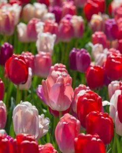 Tulip Collection 'Pride Mix' 15 Tulip Collection 'Pride Mix' -Flowers Sales Store tulip pride mix 5