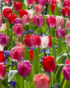 Tulip Collection 'Pride Mix' 14 Tulip Collection 'Pride Mix' -Flowers Sales Store tulip pride mix 6