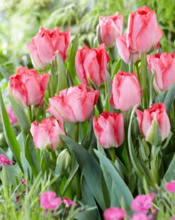 Tulip 'Princess Angelique' 8 Tulip 'Princess Angelique' -Flowers Sales Store tulip princess angelique 2