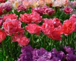 Tulip 'Princess Angelique' 9 Tulip 'Princess Angelique' -Flowers Sales Store tulip princess angelique 4