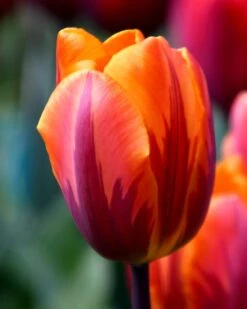 Tulip 'Princess Irene' -Flowers Sales Store tulip princess irene 1 1644278f 26fa 435b 8f98 6558431e5d9c