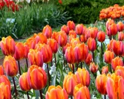 Tulip 'Princess Irene' -Flowers Sales Store tulip princess irene 2 f6bd37a1 eb06 488e 924d 1aa0a7252805