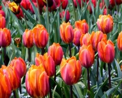 Tulip 'Princess Irene' -Flowers Sales Store tulip princess irene 3 8a4f7fbf b2d1 4e96 8cbc da8b9c447358