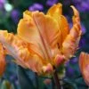 Tulip 'Princess Irene Parrot' -Flowers Sales Store tulip princess irene parrot 02
