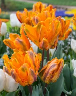 Tulip 'Princess Irene Parrot' -Flowers Sales Store tulip princess irene parrot 1