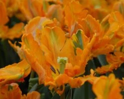 Tulip 'Princess Irene Parrot' -Flowers Sales Store tulip princess irene parrot 2