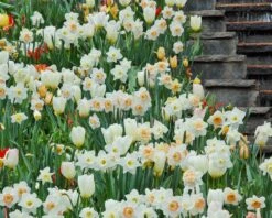 Tulip 'White Emperor' -Flowers Sales Store tulip purissima 1