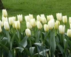 Tulip 'White Emperor' -Flowers Sales Store tulip purissima 10
