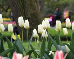 Tulip 'White Emperor' -Flowers Sales Store tulip purissima 1 1efdcc82 83e0 453f a5ce 47a96ac8ed25
