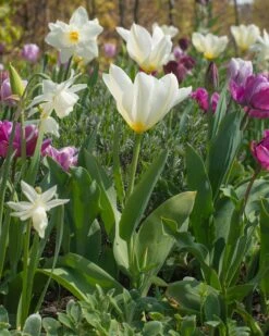 Tulip 'White Emperor' -Flowers Sales Store tulip purissima 2